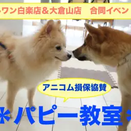 【パピー教室】マルワン白楽店＆大倉山店合同イベント!アニコムパピー教室 午前の部レポート!