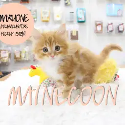 【メインクーン】なんと素敵な紅葉色なのでしょう！世界中から愛されるジェントルキャット！：白楽店PICK UPベイビー！No. 11503