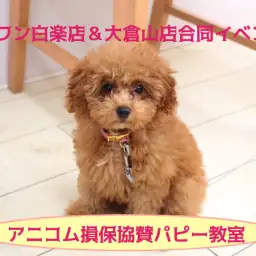 【パピー教室】マルワン白楽店&大倉山店合同イベント!アニコムパピー教室 午後の部レポート!