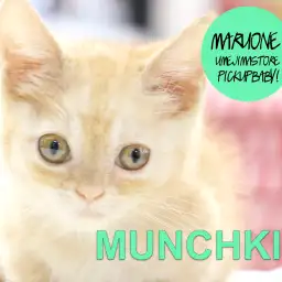 【マンチカン】美しい洗練された被毛とドタバタ歩く姿に撃沈必死❤︎猫のスーパーカー登場！：梅島店pickupベイビー！No.119084