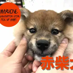 【柴犬】ほっぺたモミモミしたくなっちゃう♥：東日暮里店PICK UPベイビー！No.014193