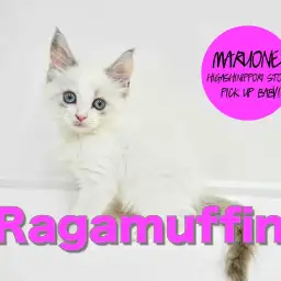 【ラガマフィン】コートカラーが美しい！超ゴロゴロにゃんこ♥：東日暮里店PICK UPベイビー！No.014188