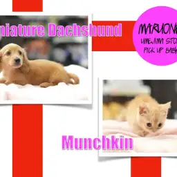 【ダックスフント＆マンチカン】新入店！わんにゃん界の短足両横綱見参‼︎：梅島店PICK UPベイビー！No. 119083&119084