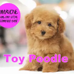 【トイ・プードル】ベアカットの申し子！ベリーカーリーの丸顔王子がやってきた！：梅島店オススメベイビー！No.119080