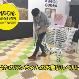 【わんこのしつけ】あなたのワンちゃんはお散歩レベルいくつ??:鎌ヶ谷店 PROJECT KUNREN Vol.8