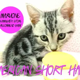 【アメリカンショートヘア】ICCチャンピオンの直仔！待望のスペシャルベイビーが登場！：鎌ヶ谷店 ピックアップベイビーNo.117129