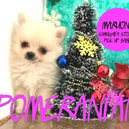 【白ポメラニアン】淡く優しいクリームカラーの癒し犬登場!!:鎌ヶ谷店ピックアップベイビー!No.117132