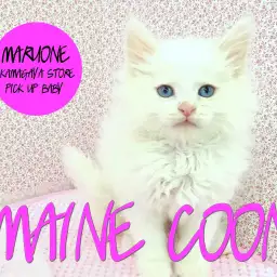 【メインクーン】道産子の白いプリンスが華麗?にやってきた!:鎌ヶ谷店PICK UPベイビー!No.117130