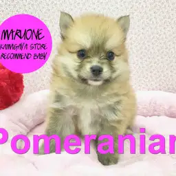 【ポメラニアン】くりくりオメメが魅力的!とびきりのベイビーフェイス降臨!:鎌ヶ谷店オススメベイビー!No.117126