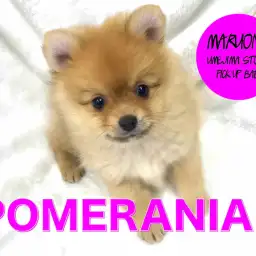 【ポメラニアン】争奪戦必至!洗練されたセクシーオレンジ降臨!:梅島店PICKUPベイビー!No.119086