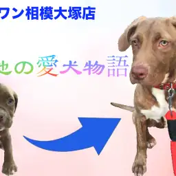 【愛犬物語】相模大塚店スタッフの愛犬物語を公開!〜菊池&アリシア編〜