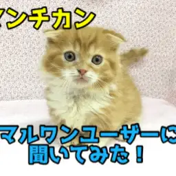 初めてのマンチカンとの生活を始めたマルワンユーザーに聞いてみた!!:大倉山店特別企画