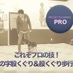 【ドッグトレーナーのテクニック】新企画登場！「PROJECT KUNREN PRO」もっとディープな情報をご提供！：鎌ヶ谷店PROJECT KUNREN PRO VOL.1