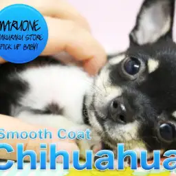 【チワワ・スムースコート】超個性派登場！お顔に大注目のスペシャルベイビーがやってきた♪： 白楽店PICK UPベイビー！No:11533