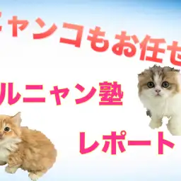 相模大塚店新企画!ニャンコも徹底サポート!マルニャン塾レポート♪:マルワン相模大塚店