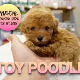 【トイ・プードル】胸キュン必至の閲覧注意！！！！焦がしキャラメルあまーい香りのプリンセスちゃん降臨！:マルワン白楽店PICK UPベイビー！No.11538