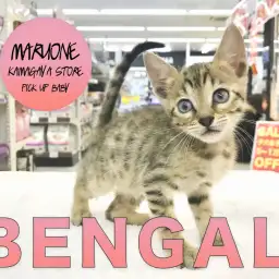 【ベンガル】人が大好きかまってニャンコ!どんな時もゴロニャん♥:鎌ヶ谷店PICK UPベイビー!No.117147