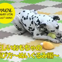 【お役立て情報】正しいおもちゃの遊び方~ぬいぐるみ編~:鎌ヶ谷店PROJECTKUNREN VOL.14