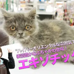 【エキゾチック】ハイパーオリエンタルな雰囲気漂いまくり！表情豊かなぶちゃカワ登場♥：大倉山店PICKUPベイビーNo.6130679