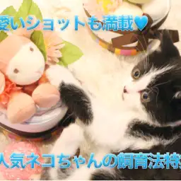 【猫との生活】大人気のねこちゃんの飼育法特集！！！可愛い子猫の素敵なショットいっぱいあります♡：白楽店編