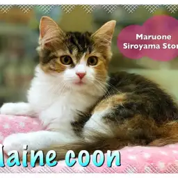 【メインクーン】視線釘付け！！競争必至の人気NO.1にゃんこ：城山店オススメベイビー！NO.118220