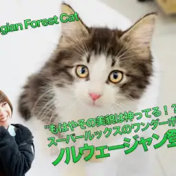 【ノルウェージャン・フォレスト・キャット】もはやその美貌は神ってる！スーパールックスを持ったワンダーボーイ登場！：マルワン大倉山店PICK UPベイビー！No.6130683