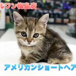 【アメリカンショートヘア】珍色登場！定番外のすごい猫がやってきた！！：マルワン梅島店Pick UpベイビーNo.119099