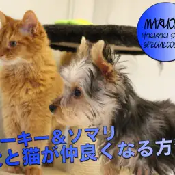 【ソマリ＆ヨークシャーテリア】猫と犬の多頭生活を考えている方必見！！仲良くなる方法をお教えします♪：白楽店多頭飼育特集！