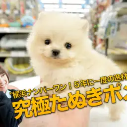 【 極小ポメラニアン 】横浜ナンバーワン！5年に一度の逸材！驚異の体重370gの史上最美「白たぬきポメ」がワンコの聖地大倉山に出現！