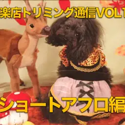 【トイ・プードルのカット】「ショートアフロ」のカットスタイル！:マルワン白楽店トリミング通信VOL.15