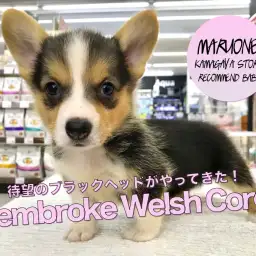 【黒コーギー】希少カラー!ブラックヘッドコーギー登場!!千葉県で最も美しいワンコと言っても過言ではありません!:マルワン鎌ヶ谷店オススメベイビーNo.117151(千葉県鎌ケ谷市)