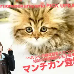 【王子様系マンチカン】ペルシャの様な容姿とスペシャルな短足の超特徴的な王子様♥：ペットショップマルワン大倉山店（横浜市）｜子猫情報No.6130695