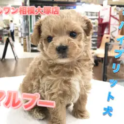 【MIX犬マルプー】マルチーズとトイ・プードルのハイブリット犬♪お手入れ方法もご紹介！：マルワン相模大塚店（神奈川県大和市のペットショップ）｜子犬情報No.814462
