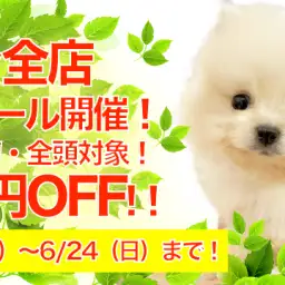 【スーパーセール開催！】ボーナス直前！最大5万円のプライスダウン！マルワン全店で開催です！