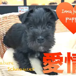 【ミニチュア・シュナウザー】おひげフェイスが魅力！愛情溢れる今宿店の秘蔵っ子♪：ペットショップマルワン今宿店(神奈川県横浜市)｜子犬情報｜No.120117