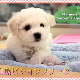 【白熊ビション】世界一可愛らしい希少犬種!ビションフリーゼの登場です♡:ペットショップ|ペッツワン城山店|オススメ子犬情報|NO.118242(神奈川県相模原市)
