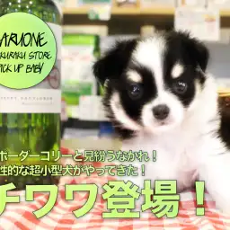 【チワワ】ボーダーコリーと見紛うなかれ!知性的な超小型犬がやってきた!:ペットショップマルワン白楽店(横浜市)│子犬情報No.11571