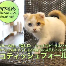 【スコティッシュフォールド】『青い目』『垂れ耳』『レッドタビー＆ホワイト』のスペシャルキャットはどのように成長しているのか！:マルワン白楽店(横浜市）子猫情報｜No.11555