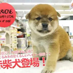 【小さめ柴犬】千葉に衝撃!!可愛さ最上級!ぬいぐるみ系の愛くるしいベイビー登場!!|ペットショップマルワン鎌ヶ谷店(千葉県鎌ケ谷市)|子犬情報No.117156