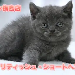 【ブリティッシュ・ショートヘア】高級感漂う深いブルーの被毛はアメジスト級！都内イチの二重アゴがたまらない♥：ペットショップマルワン梅島店（東京都足立区）子猫情No.119108
