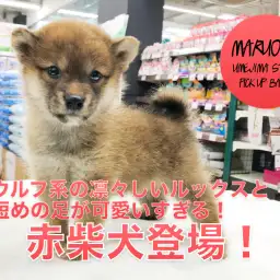 【ミニ柴犬】ウルフ系の凛々しいルックスと短めの足。更には難易度の高い奥義もクリア!:ペットショップマルワン梅島店(東京都足立区)|子犬情報!No.119121