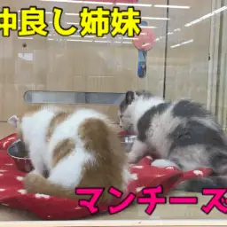 【マンチカン姉妹】セクシーアイラインの姉＆ド短足の妹の最強に可愛い姉妹!通称マンチーズから目が離せない♥：ペットショップマルワン大倉山店（横浜市）｜子猫情報！No.6130710＆No.6130711