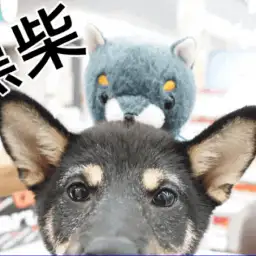 【 黒柴犬 】フレンドトレーニングで最強の社交性を手に入れた秀才黒柴ちゃん!:ペットショップマルワン大倉山店(横浜市港北区)|子犬情報!No.6130686