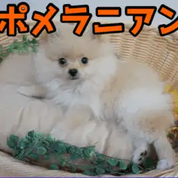 【ポメラニアン】バニラクリームコートに大変身!!アニメの様な大きな潤んだと美しい被毛に大注目♥：ペットショップマルワン大倉山店（横浜市港北区）｜子犬情報！No.6130702