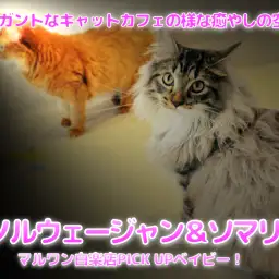 【 ノルウェージャン ＆ ソマリ の世界】エレガントなキャットカフェの様な癒やしの空間♡：マルワン白楽店ペットショップ（横浜市）│子猫情報No,11560＆11543