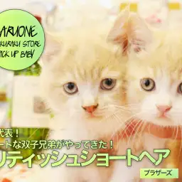 【ブリティッシュショートヘア】丸顔代表！キュートな双子兄弟がやってきた！:ペットショップマルワン白楽店(横浜市）No.11572＆11573