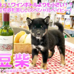 【 豆柴 】えっ！ワインボトルよりも小さい！？立ち姿も美しいスペシャルベイビー！:ペットショップマルワン白楽店(横浜市）│子犬情報No.11579