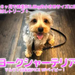 【 ヨークシャーテリア 】生後8ヶ月で体重が2.8kgの小さめサイズに成長!!特技はレトリーブ！ヨーキー王子のセカンドインプレ！マルワン白楽店（横浜市）ペットショップ│子犬情報No.11540
