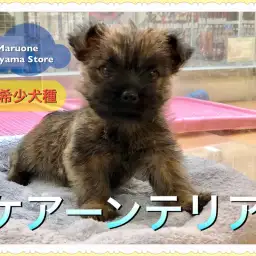 【超希少犬種 ケアーンテリア】テリア好きなら絶対に見なきゃ損！ 2年に一度のスペシャルパピーが登場：ペットショップ ペッツワン城山店｜オススメ子犬情報｜NO.118247（神奈川県相模原市）