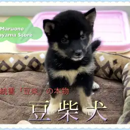 【黒豆柴】早い者勝ち!血統書「豆柴」の正真正銘「豆柴犬」登場!!:ペットショップ ペッツワン城山店|子犬情報|NO.118253(神奈川県相模原市)